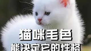 猫咪的毛色，居然能决定它的性格猫 猫咪的迷惑行为 铲屎官 宠物 萌宠 喵星人