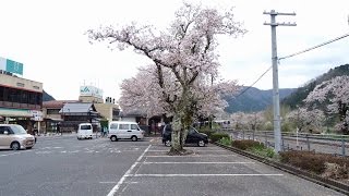 若桜駅と桜　若桜町往来