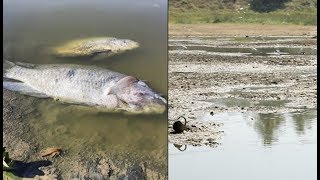 Byrasandra lake in Bengaluru on the verge of extinction