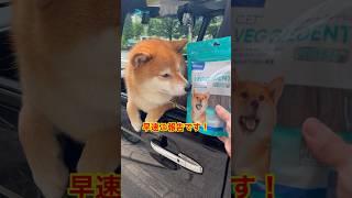 【ちゃちゃ丸】歯磨きガムの購入を柴犬に知らせる #shorts