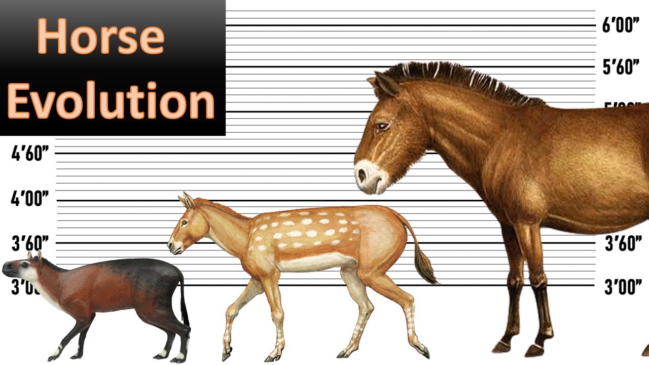 The Evolution Of Horse By Years - YouTube