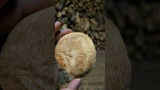 Awsome little burl I found inside of a split piece of firewood should make for a cool #carving