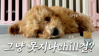 [SUB]  3개월 푸들 아기 강아지 1년 성장 과정 (Vlog) 🐶 강아지 첫 만남부터 훈련까지  !