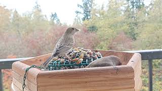 11/20/24 PNW feeder before the bomb cyclone. #birdwatchersparadise #nature #birdwatchinglife #birds