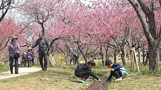 第43回古河桃まつり ~2019年3月27日~ Peach Blossom Festival in the Kogakubo Park : 古河公方公園 (古河総合公園) 茨城県古河市鴻巣 : 4K