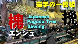 【製材解説】岩手県産エンジュ製材実演【木の店さんもく】Japanese Pagoda Tree Sawing