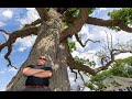 Ancient oak tree coming down in Lambeth