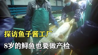 俄羅斯魚子醬工廠，8歲的鱘魚也要做“產檢”，還要24小時看護