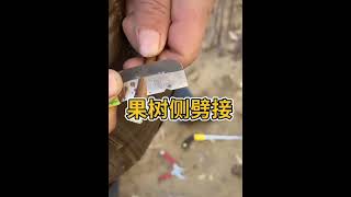 果树的侧劈嫁接过程。新手好好学习fruit tree grafting