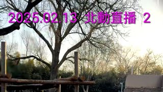 2025.02.13  精彩回顧2  萌大\u0026萌二   影片來源：微信視頻號@看見熊貓、北動流氓兔~北京動物園，如有侵權請告之，謝謝！