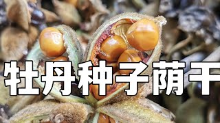 青石话牡丹芍药   提高牡丹种子出根率～荫干种子荚    Tree Peony Seeds