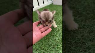 ミックス犬 可愛いチワペキちゃんです^_^