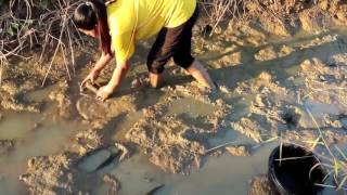 Wow! Amazing girl Fishing | How to Catches Fish | Net Fishing In Vietnam