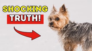 🐶 7 SECRET Signs Your Dog is TRULY Happy!