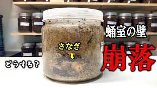 やべぇ、蛹室が崩落した！そして気になるあいつの生存率は？（くろねこチャンネル）