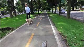 Ciclovia avenida Reforma y zona 10 Guatemala