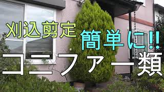 【造園技能士】簡単！楽しく！　玄関前の大きくなったコニファー類。小さく剪定してみました。 Conifer