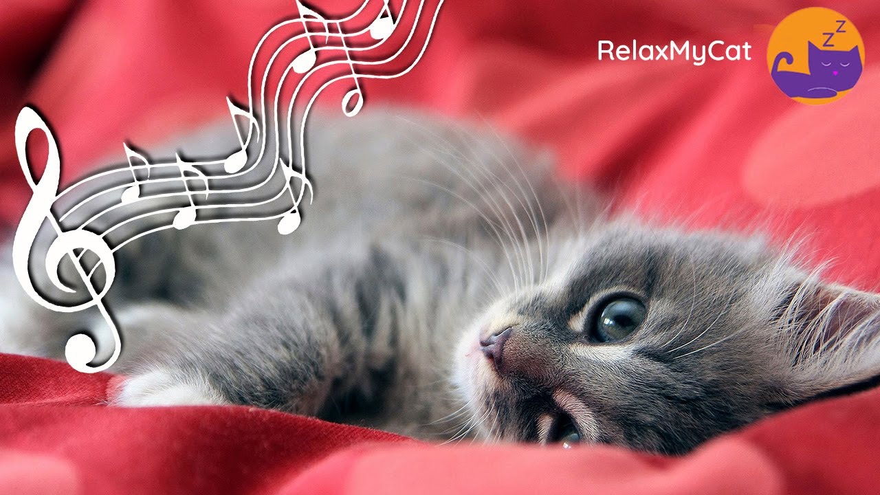 Extra Long Music For Cats Expert Made Anti Anxiety Lullabies рџђ