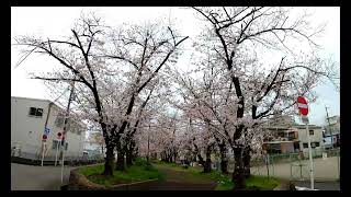 【おさんぽ動画】豊中市利倉西の桜回廊