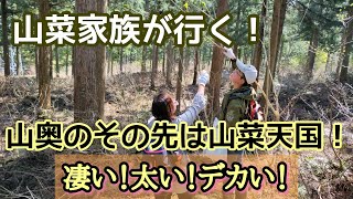 山菜家族が行く！5月の山菜を採り尽くせ！！