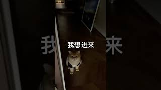 有只小猫咪 它晚上不睡觉叮叮当当整夜闹 它想挨打 #猫咪的迷惑行为 #金渐层