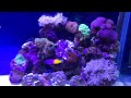 aqua oak 6ft marine tank