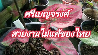 บอนสีศรีเบญจรงค์,บอนสีนำเข้าสวยงามไม่แพ้บอนสีของไทย#caladium |ป้าแต้story