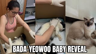 BADA FINALLY GIVING BIRTH TO KITTEN | momarenyann