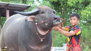 อัปเดทสถานะล่าสุด เจ้ามนต์แคน (เจ้าภูเขาไฟ) สุดยอดพ่อพันธุ์ควายดังแห่งเมืองน้ำดำ(หมอโก้) จ.กาฬสินธุ์