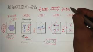 【生物基礎】体細胞分裂の全てを7分で解説します