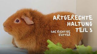 Meerschweinchen Haltung artgerecht- Teil 3 Das richtige Futter