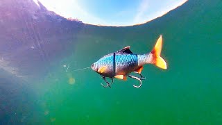 How to Fish: 4D Roach Swimbait