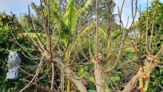 How I PRUNE FIG Trees For Easy Reach \u0026 Maximum Crop