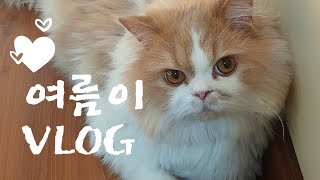 여름이Vlog(불편한시선)