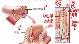 10601高一基礎生物3 2 04人體消化系統 小腸、大腸一公