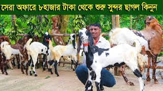 সেরা অফার ৮হাজার থেকে শুরু সুন্দর সুন্দর ছাগল নিতে পারেন goat farm