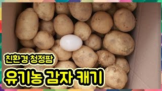 유기농감자 유독 맛난 이유는?