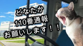 信号を作るきっかけの事故を起こしたバス運転士の悲劇　#猫ミーム #猫マニ #猫meme