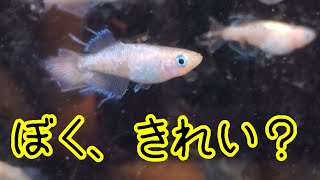 めだか選別と水換えと足し水。安らぎAQUAちゃんねる