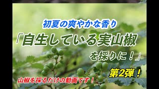 初夏の爽やかな香り！自生している実山椒を採りに！第2弾！前回とは別の場所へ！