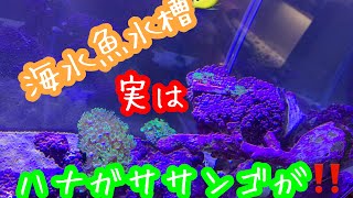 海水魚水槽🐠実はハナガササンゴが‼️