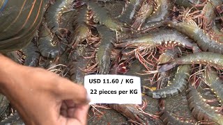 What is the price of Black Tiger shrimp in auction? | নিলামে তাজা বাগদা চিংড়ির দাম কত?