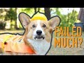 BACK TO WORK! - Topi the Corgi