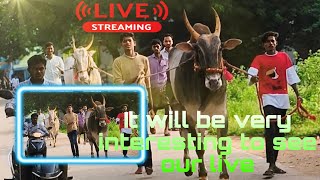 bulls rider sai live#live bulls#shortsfeed#race live#ytviral#ytshorts#bulls live##