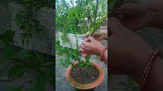 Hibiscus flower plant grafting 🌺 #hibiscus #plant #flower