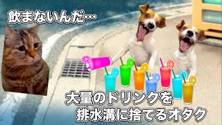 ラブライブのキッチンカー【猫ミーム】 #猫マニ #猫ミーム