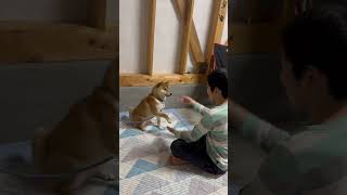 すずちゃん、お手の練習中　#柴犬 #柴犬可愛い #柴犬のいる暮らし #おやつ #しつけ #shorts #short