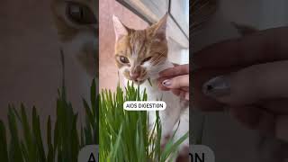 Top Veterinarian Reveals Best Organic Cat Grass for Indoor Felines