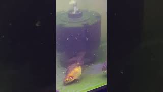 【土佐錦飼育　始めました】No.012 #土佐金 #Goldenfish #土佐錦 #金魚