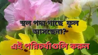 স্থল পদ্ম গাছের সম্পূর্ণ পরিচর্যা। How to grow land lotus l